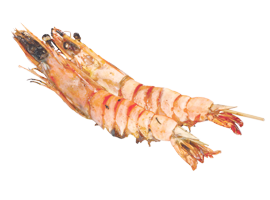 GAMBAS X2